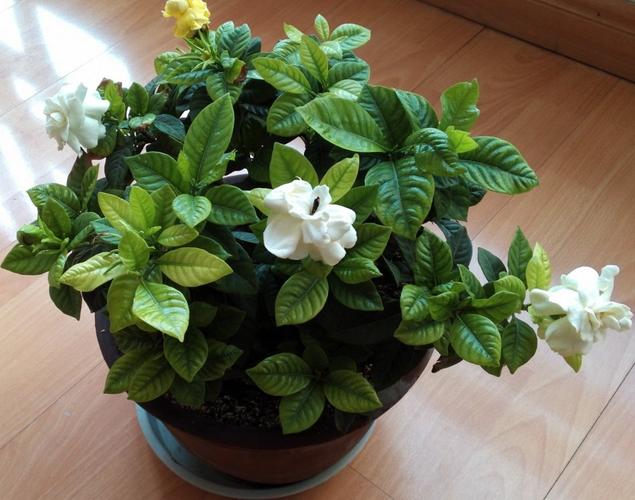 桅子花栽培技术