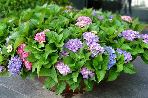 八仙花怎样栽培