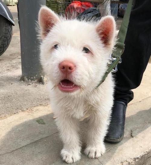 怎样训练贵州下司犬