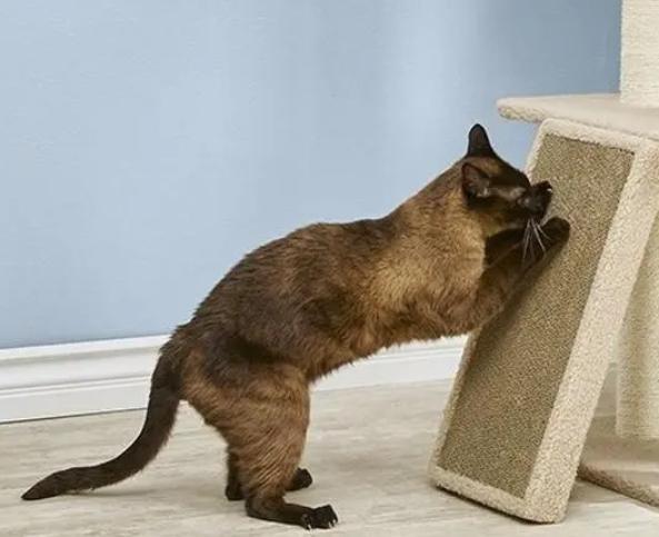 猫老是抓东西怎么办