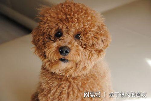 泰迪老是乱吃东西怎么办啊