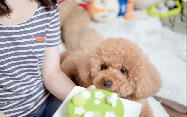 泰迪犬不吃东西吃了要