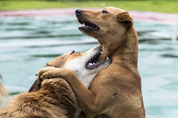 训练狗狗捕猎