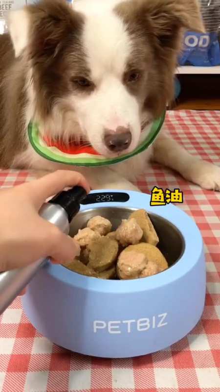 边牧特别喜欢吃东西怎么办