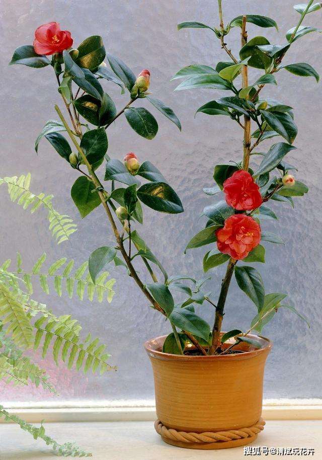 移植茶花注意事项