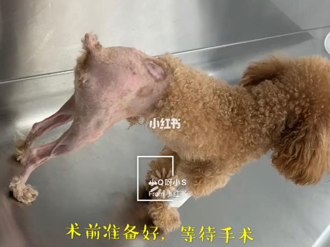 泰迪髌骨移位术后训练