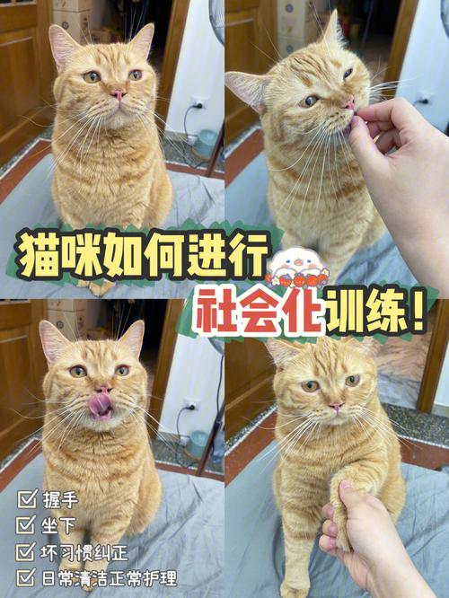 好训练的猫