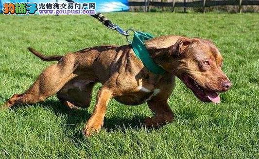 怎么训练比特看家