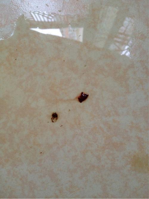 狗尿血不吃东西没精神