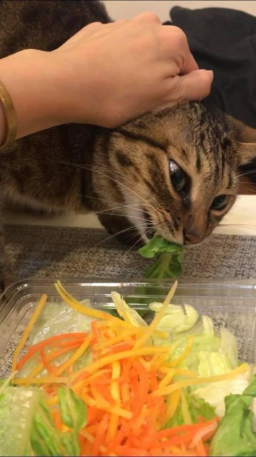 托运后的猫咪不吃东西