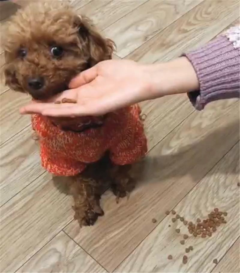 贵宾犬一吃东西就吐