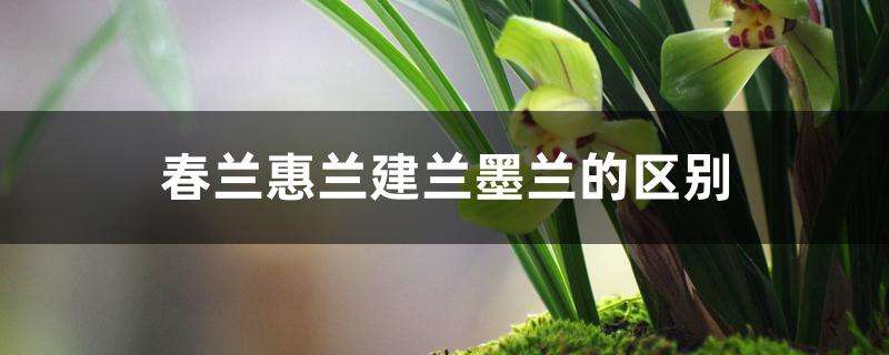 建兰种植注意事项