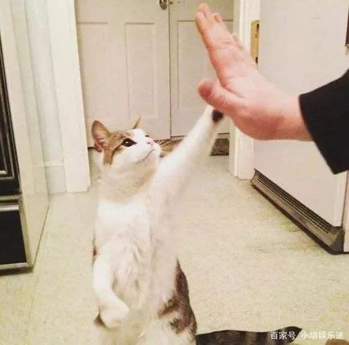 训练猫不抓人