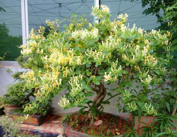 盆栽金银花怎样栽培