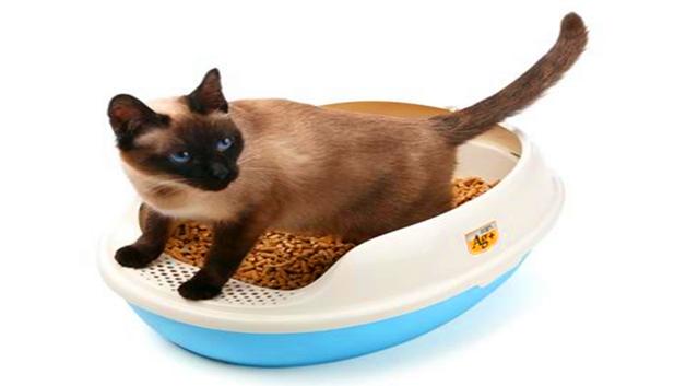 如何训练狗狗用猫砂