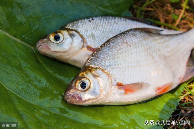 鱼不想吃东西怎么办