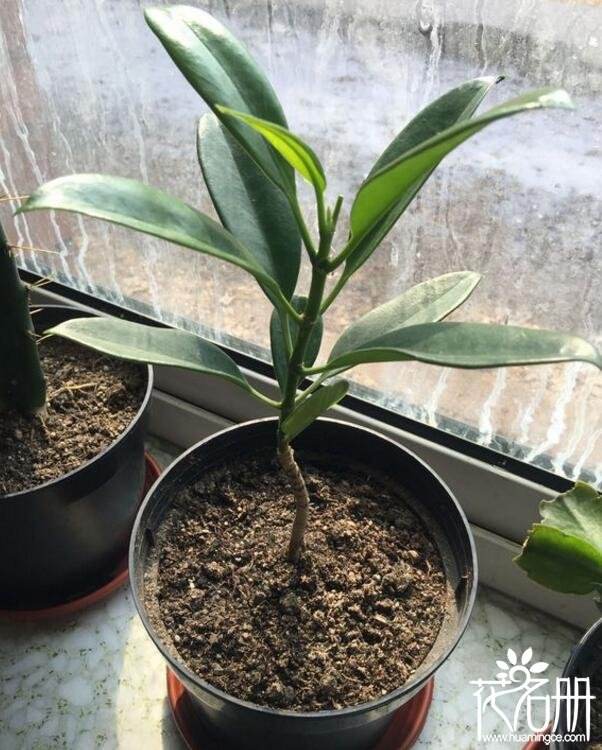 植物扦插注意事项