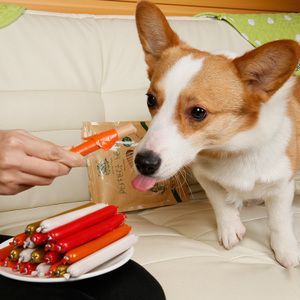 狗狗香肠训练
