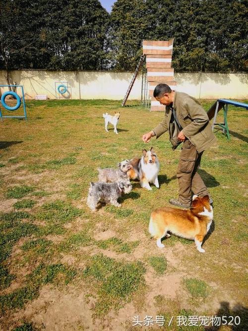 如何训练狗狗随从