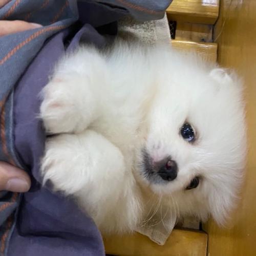 博美呕吐不吃东西怎么办