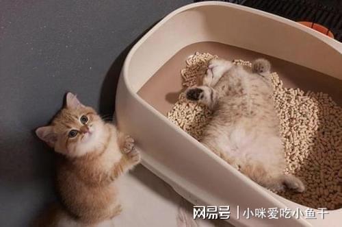 第一天带猫回家要注意什么东西