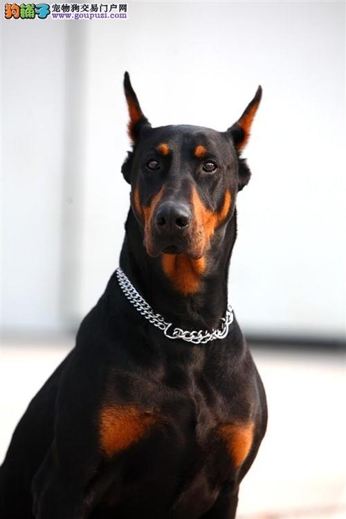 怎么训练杜宾犬开口