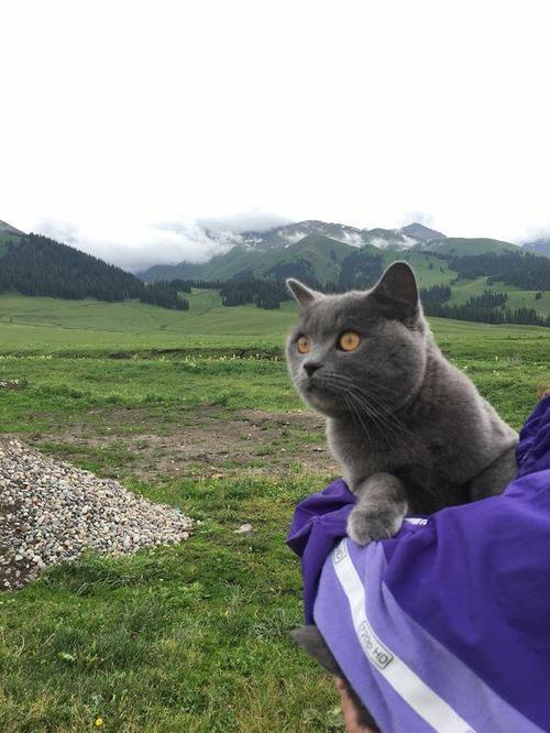 自驾带猫旅行注意什么东西