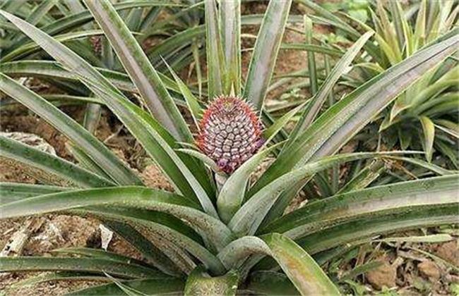 凤梨殖方法
