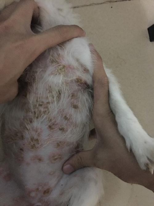 狗的了皮肤病不吃东西