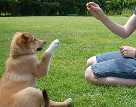 如何训练犬的排泄行为