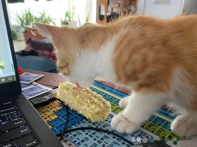 小猫需要什么东西吗