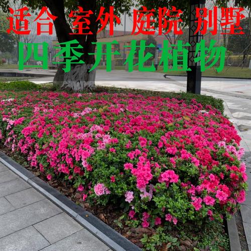 适合露天栽培的草本花