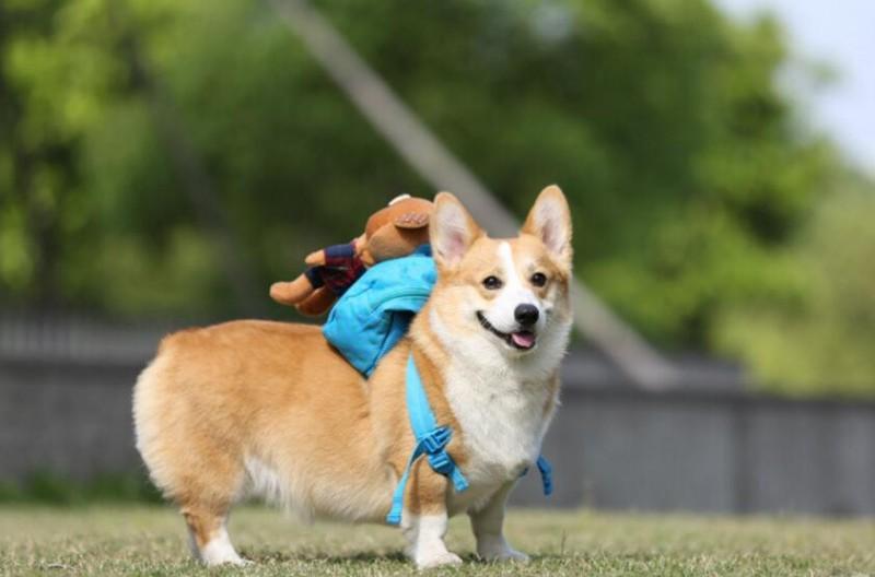 小柯基犬出门就捡东西吃怎么办