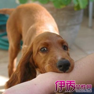 狗狗被咬 不吃东西怎么办