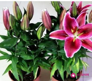百合花球的养殖方法