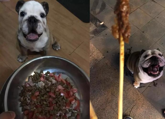 斗牛犬破腹产后不吃东西