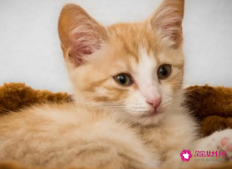 猫怀孕了要准备什么东西不能吃什么药