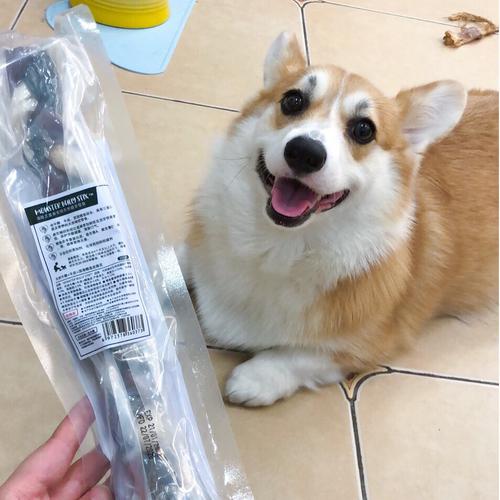 柯基可以吃的东西