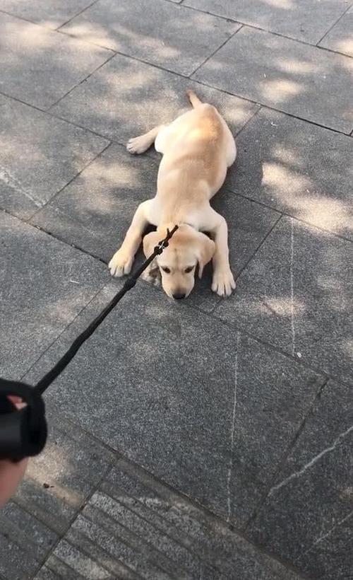 训练狗不准动