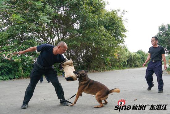深圳翔鹏警犬训练师