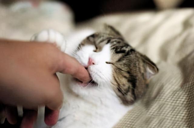 猫咪咬东西怎么办