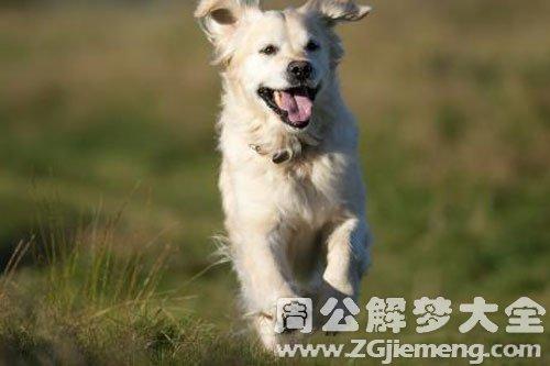 做梦训练狗