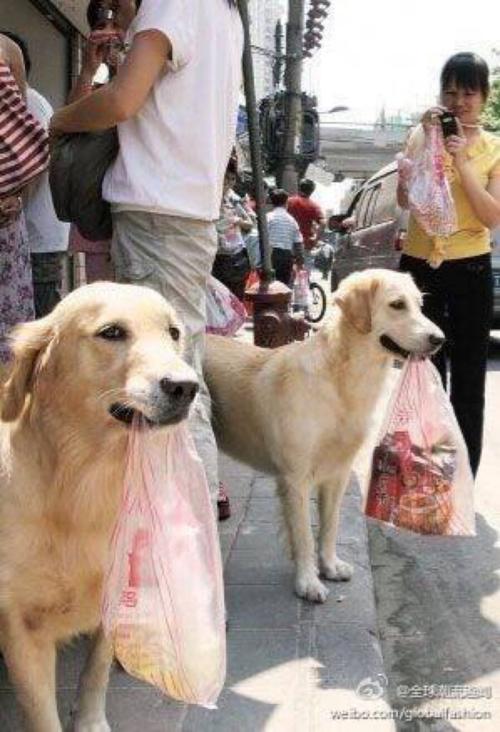 狗买东西