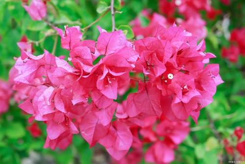 简述叶子花栽培要点有那些