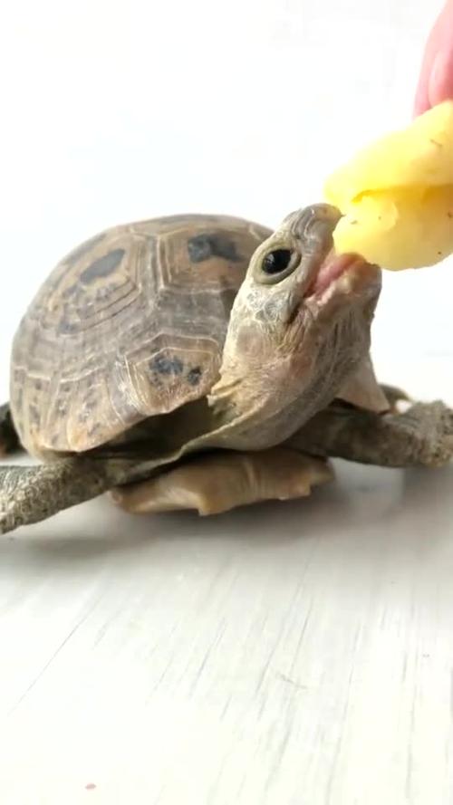 乌龟怎么吃东西乌龟吃