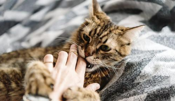 猫现在喜欢咬东西怎么办