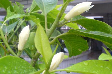 白兰花怎么养 白兰花的养殖方法