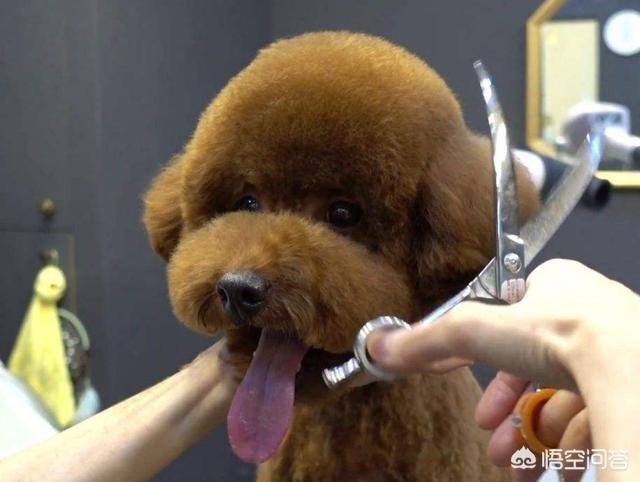 泰迪需要补什么东西吗