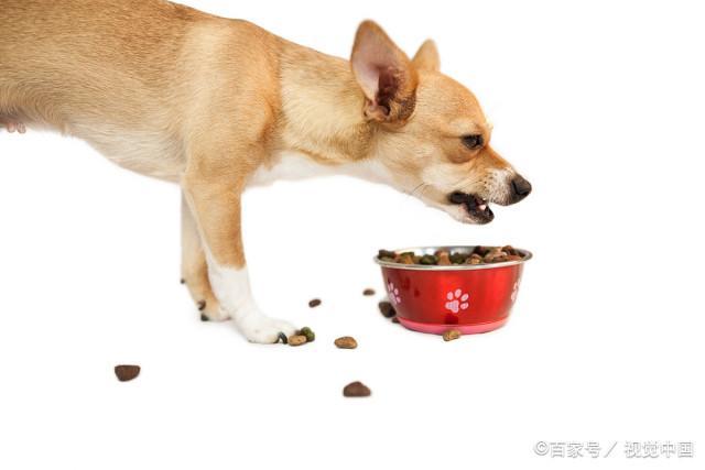狗不吃东西吐什么原因