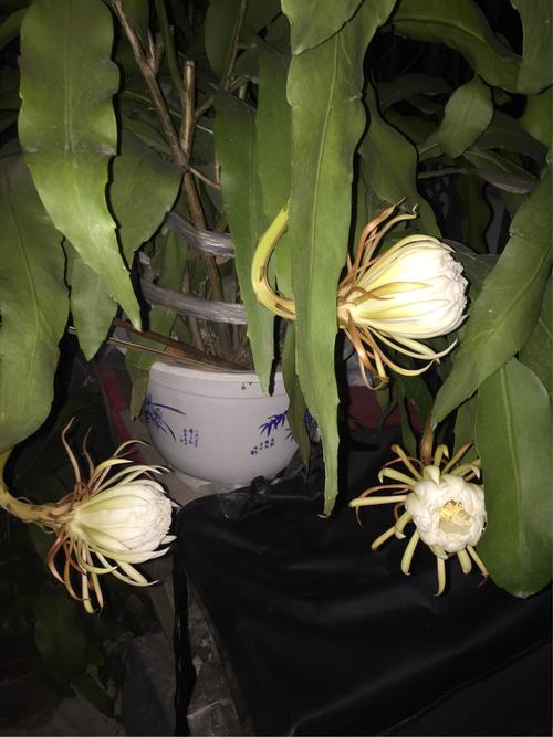 昙花的栽培管理步骤